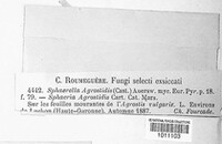 Image of Mycosphaerella agrostidis